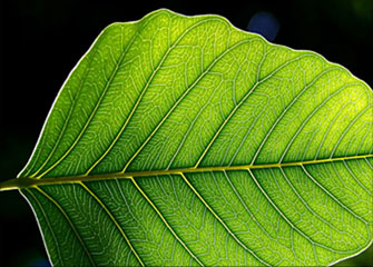 攻击网站在线工具